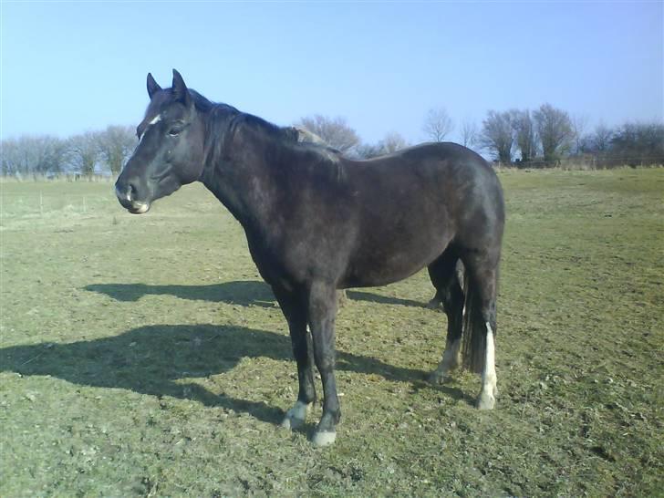 Paint Apache Ice Rose billede 1