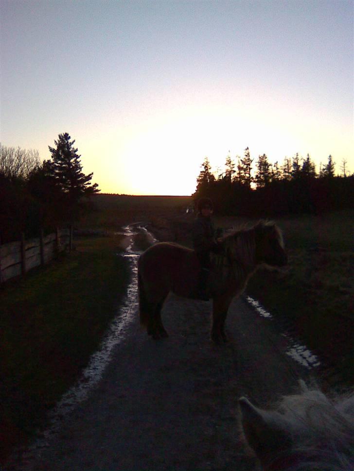 Islænder STIGANDI fra MYRETUE - Solnedgang foto Anne billede 19