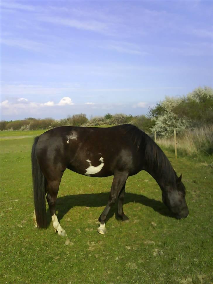 Paint Apache Ice Rose billede 2