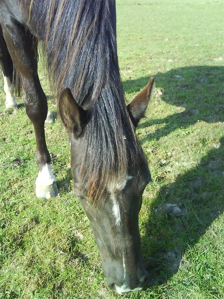 Paint Apache Ice Rose billede 3