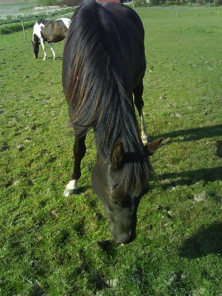 Paint Apache Ice Rose billede 4