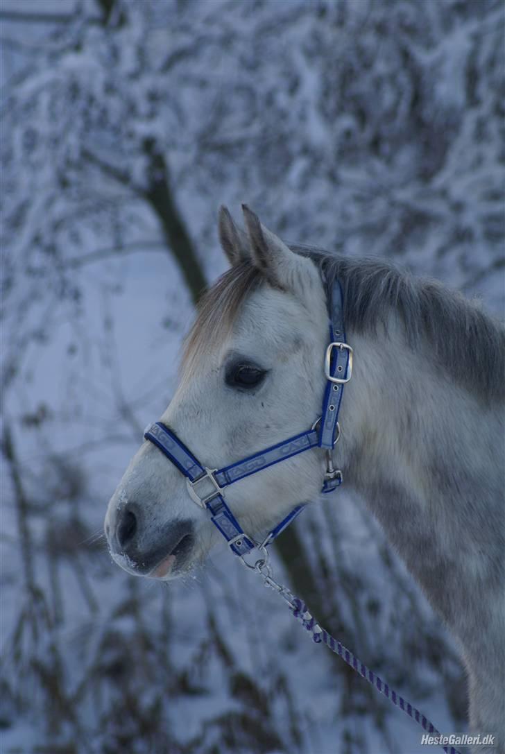 Anden særlig race | Simba<3 [SOLGT] - 12 ¤ SMUKKE!! ;] billede 11