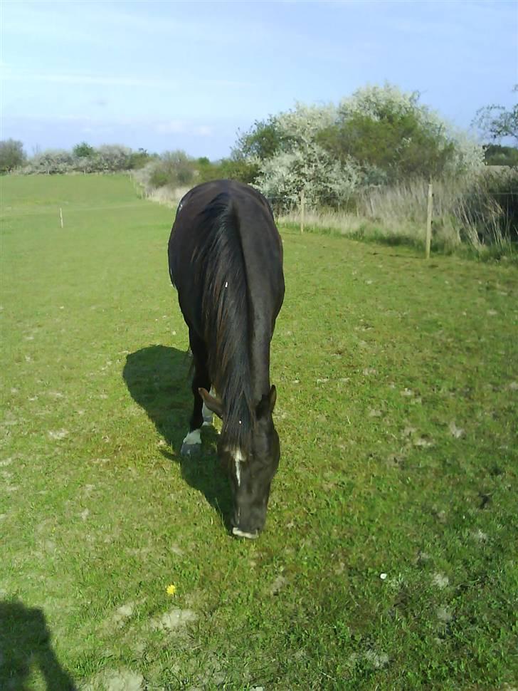 Paint Apache Ice Rose billede 5