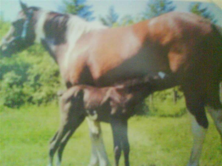 Paint Apache Ice Rose - Apache og Dixie billede 6