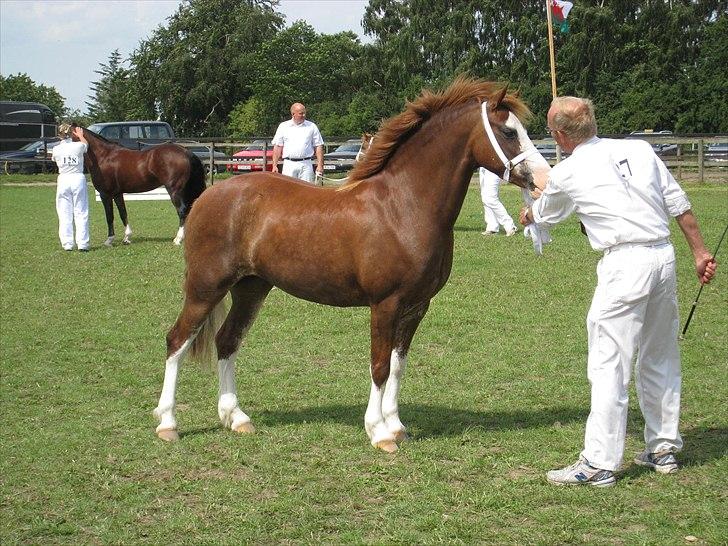 Welsh Pony af Cob-type (sec C) Gribvads Regge - D. 1/8 2009. Regge til kåring i 2009 :´) billede 18
