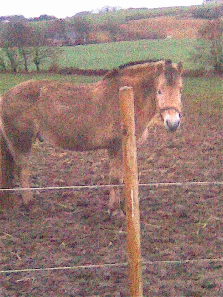 Fjordhest monet*SOLGT* billede 17