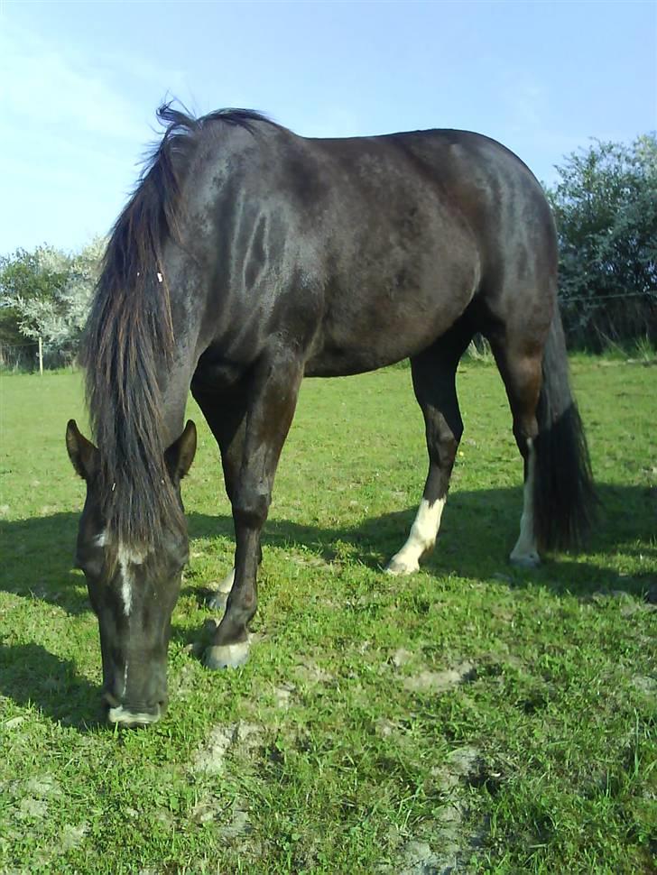 Paint Apache Ice Rose billede 8