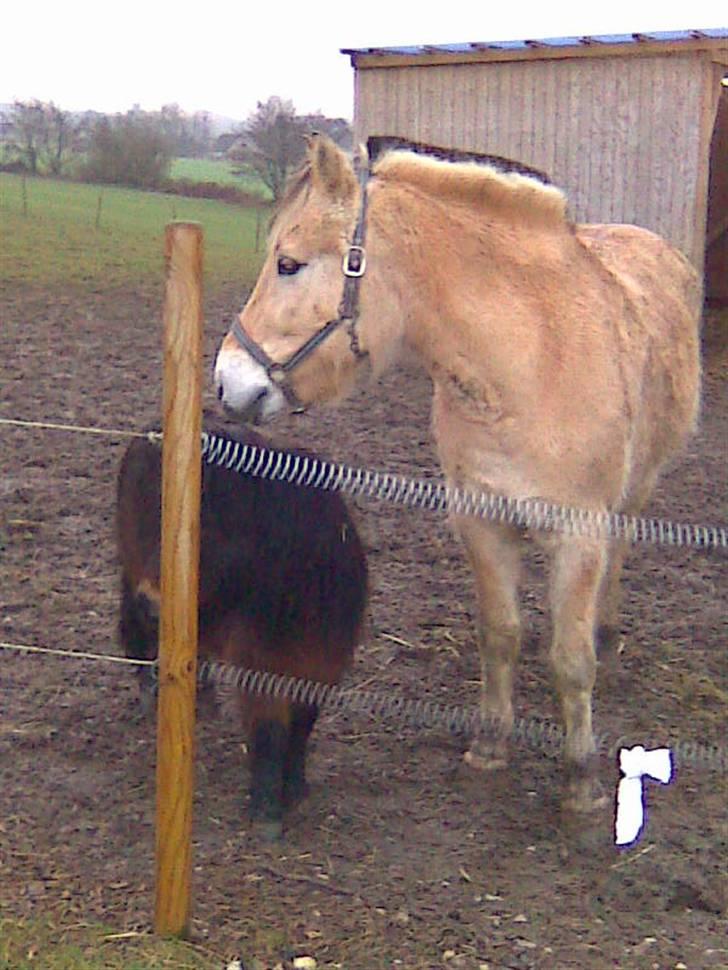 Fjordhest monet*SOLGT* billede 19