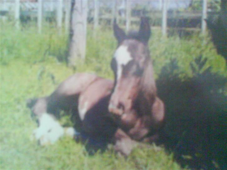 Paint Apache Ice Rose - Apache som lille billede 9