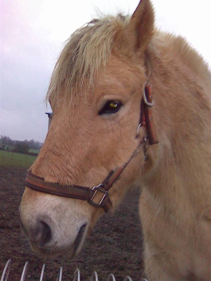 Fjordhest oliver billede 18