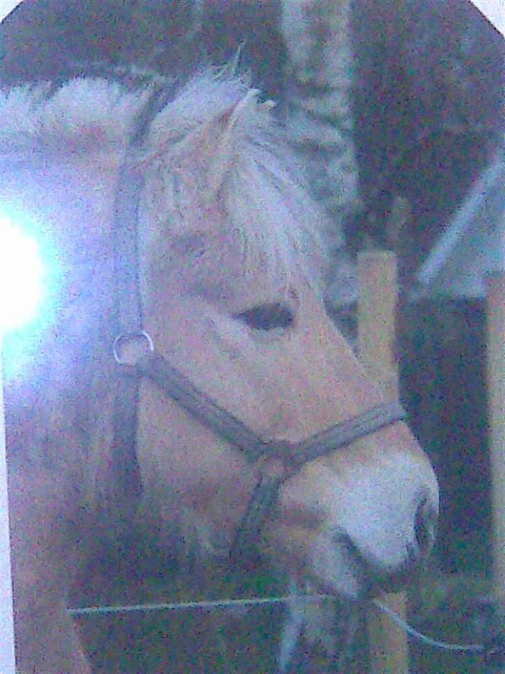 Fjordhest oliver billede 19