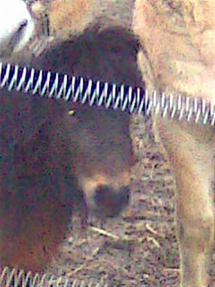 Anden særlig race asta billede 13