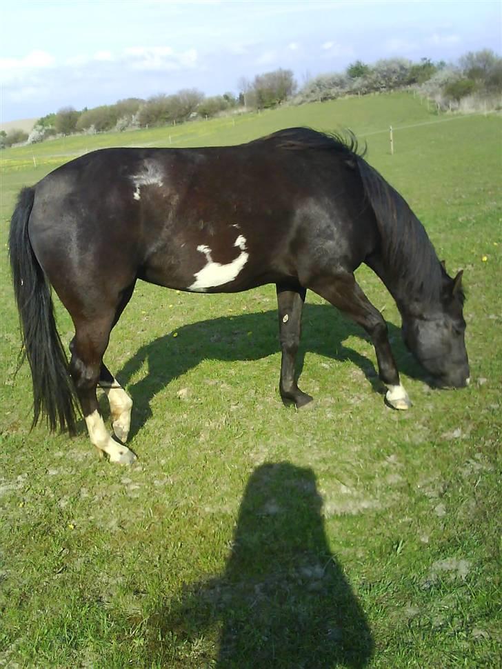 Paint Apache Ice Rose billede 10