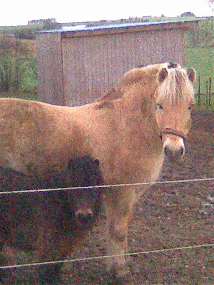 Anden særlig race asta billede 14