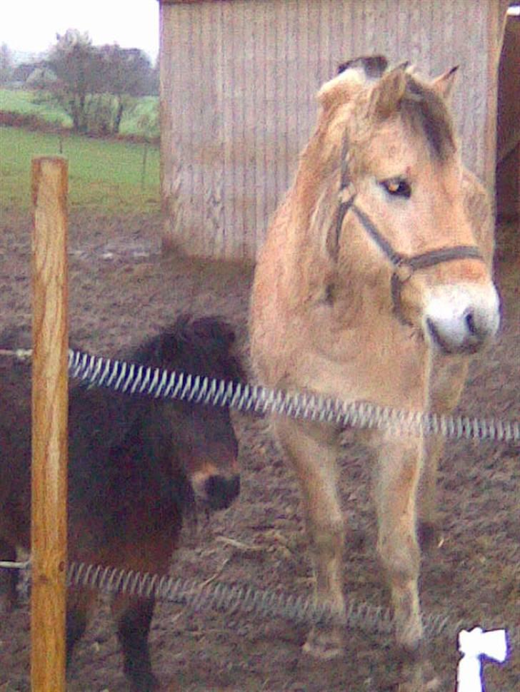 Anden særlig race asta billede 15