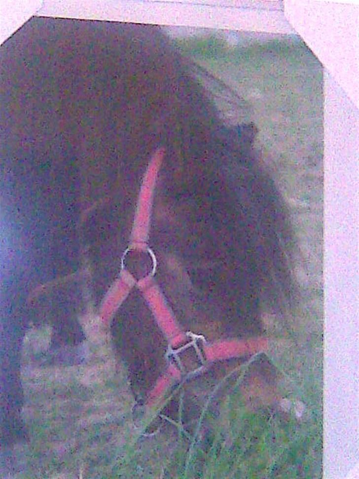 Anden særlig race asta billede 17