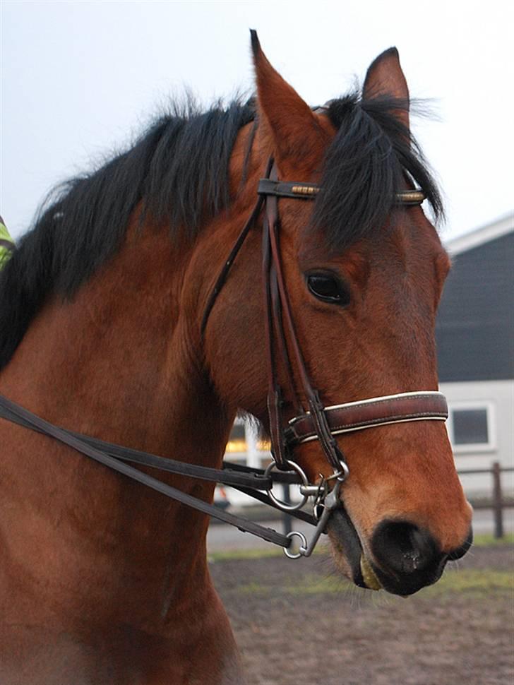 Dansk Varmblod RDH Hyggebo's Lonja SOLGT - Med Kandar Foto: Nathalie billede 15