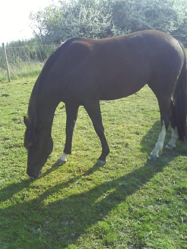 Paint Apache Ice Rose billede 11