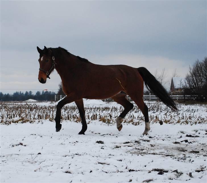 Dansk Varmblod RDH Solejs Charisma SOLGT billede 15