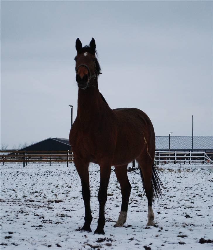 Dansk Varmblod RDH Solejs Charisma SOLGT billede 16