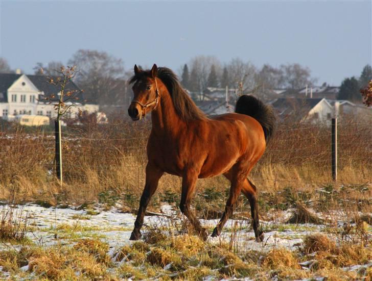 Anden særlig race Sani Cheval - Sani d. 24/01-09 billede 8