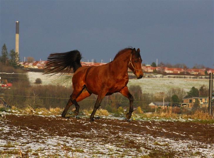 Anden særlig race Sani Cheval - Smukke Sani d. 24/01-09 billede 9