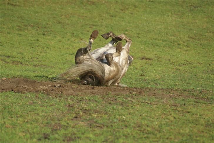 Anden særlig race | Simba<3 [SOLGT] - 13 ¤ Så ruller Simba sig<3  x) billede 12