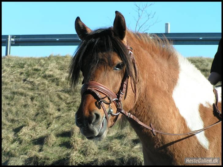 Anden særlig race Samba ( SOLGT )  - Velkommen til Samba´s profil (: .. billede 1