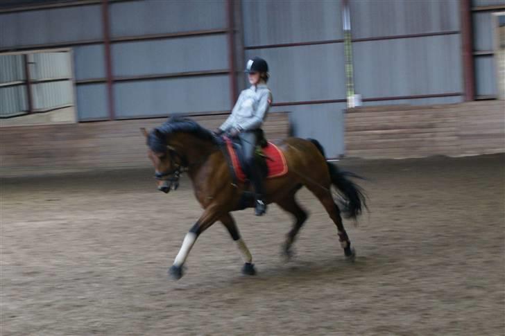 New Forest Roløkke Sirius *RIP* billede 20