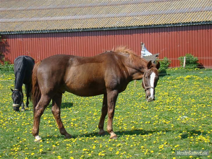 Anden særlig race Kashmir *Solgt* - Dejlige Kashmir på mark d.1 Maj :) billede 1