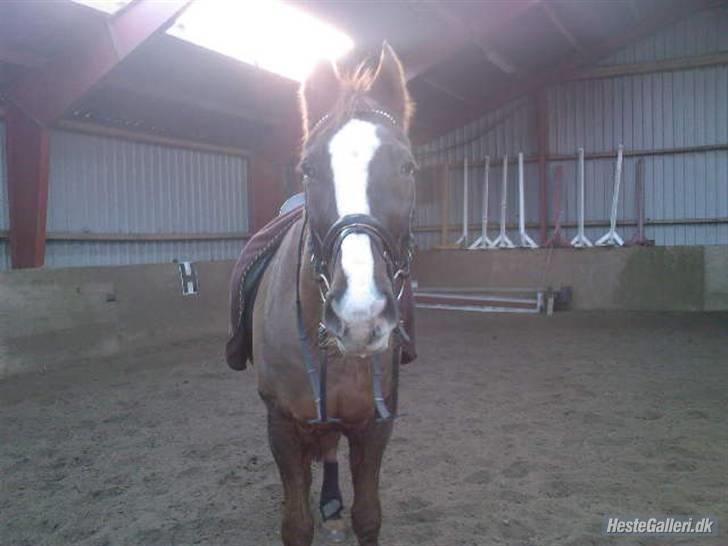 Anden særlig race Kashmir *Solgt* - Smukke Kashmir i hallen :) billede 2