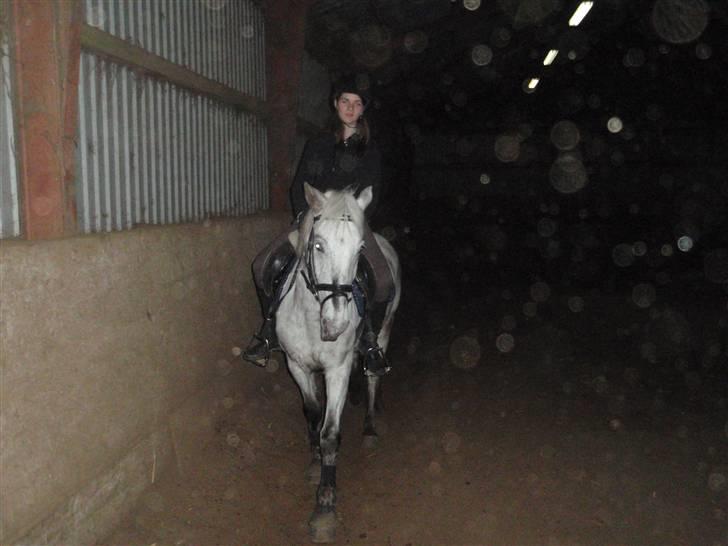 Anden særlig race Filuca billede 13