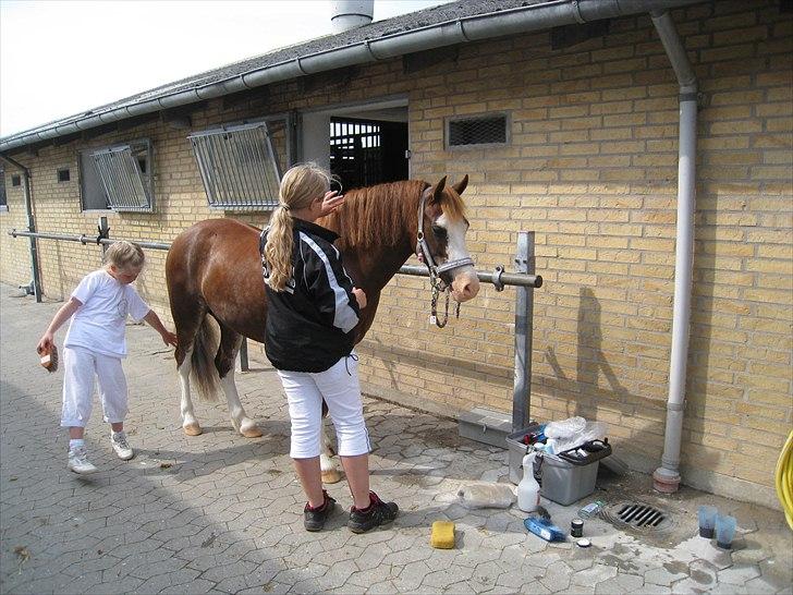 Welsh Pony af Cob-type (sec C) Gribvads Regge - D.1/8 2009. Emma og mig er ved at klar gøre Regge til kåring! ;D billede 13