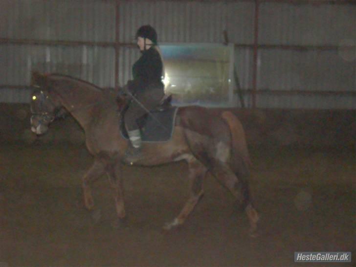 Anden særlig race Kashmir *Solgt* billede 3