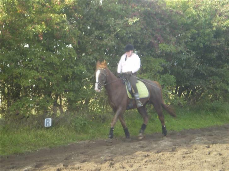 Anden særlig race Kashmir *Solgt* billede 4