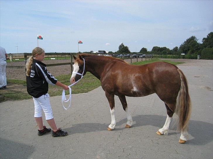 Welsh Pony af Cob-type (sec C) Gribvads Regge - D.1/8 2009. Wee =) billede 14
