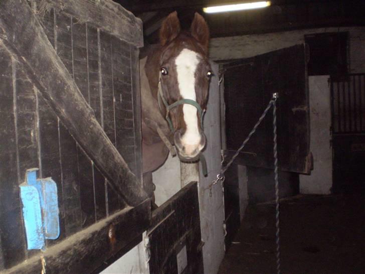 Anden særlig race Kashmir *Solgt* - Hvad laver du Trine? Tager du billeder? billede 6