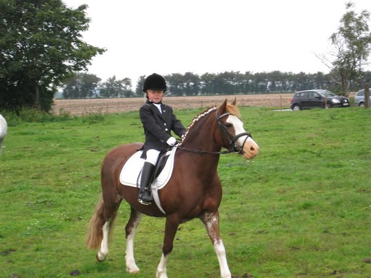 Welsh Pony af Cob-type (sec C) Gribvads Regge - Emma til stævne på Regge i ommersysselrideklub... På hjemme bane xD. billede 15