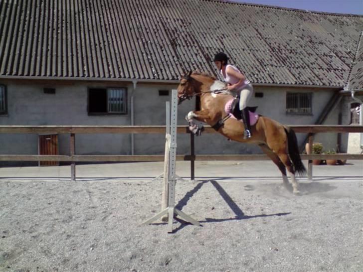 Anden særlig race Samba ( SOLGT )  - Samba springer 105.. men meget højere end springet d; billede 2