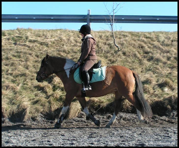 Anden særlig race Samba ( SOLGT )  - Ved godt vi mangler meget i vores ridning .  billede 3