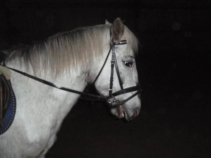 Anden særlig race Filuca billede 14