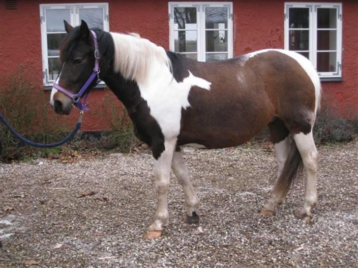 Pinto Cheyenne Teepee*SOLGT* billede 1