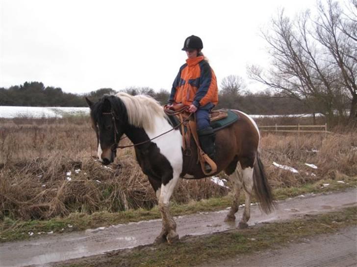 Pinto Cheyenne Teepee*SOLGT* billede 2