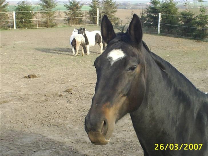 Dansk Varmblod Verona RIP - Verona en tidlig vinter dag....Smuk som hun var. billede 1