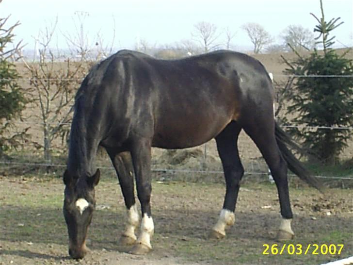 Dansk Varmblod Verona RIP billede 2