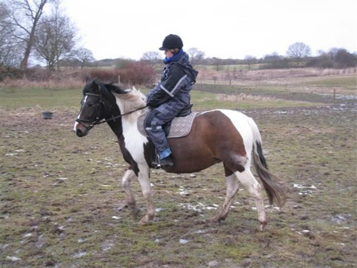 Pinto Cheyenne Teepee*SOLGT* billede 4