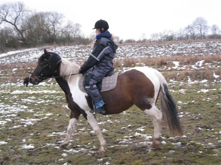 Pinto Cheyenne Teepee*SOLGT* billede 5