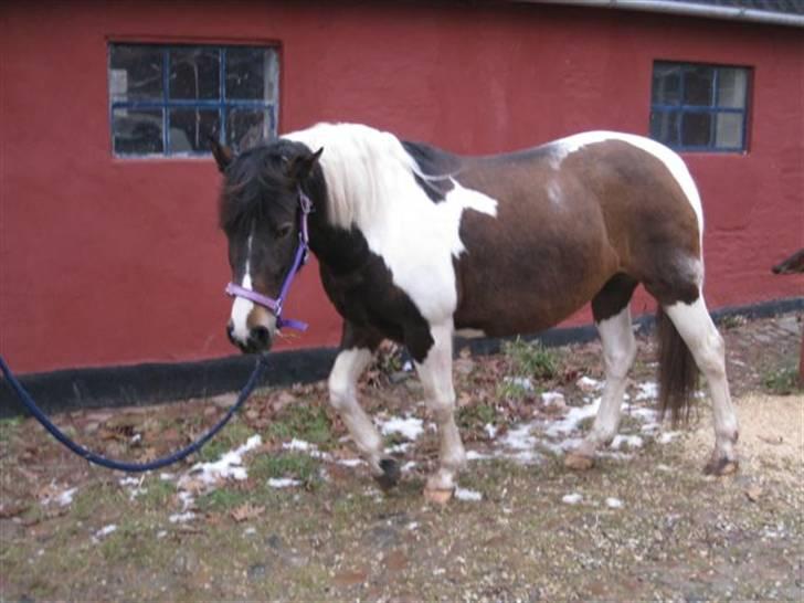 Pinto Cheyenne Teepee*SOLGT* billede 6