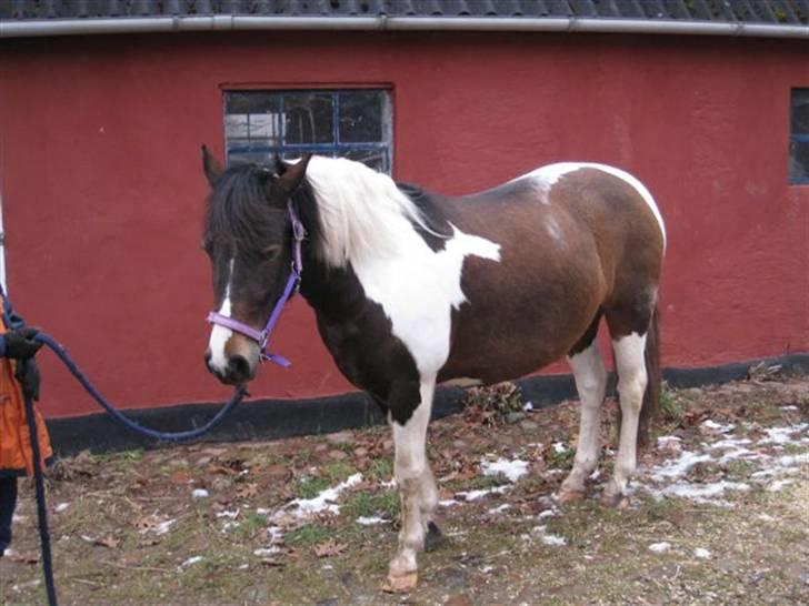 Pinto Cheyenne Teepee*SOLGT* billede 7