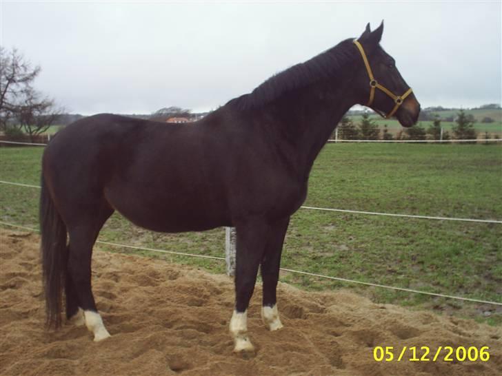 Dansk Varmblod Verona RIP billede 3